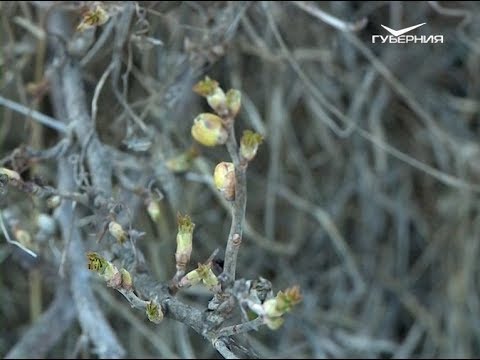 Как бороться с почковым клещом