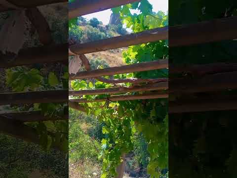 اشجار العنب الجنوب الباحة بلاد زهران