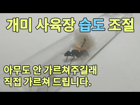 초보 개미 사육자들은 펜통사육장을 제작해서 쓰라고요? 이 영상을 보시고 사육하세요.