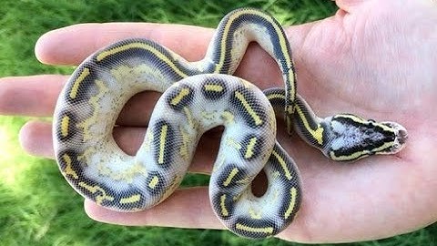 Unboxing The Pastel Highway Project