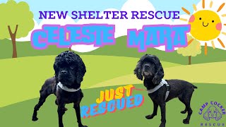 Two cocker spaniels just out of a shelter in Long Beach, California