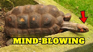 Red Footed Tortoise - Best Tortoises for Pets by Known Pets 179 views 12 days ago 1 minute, 32 seconds