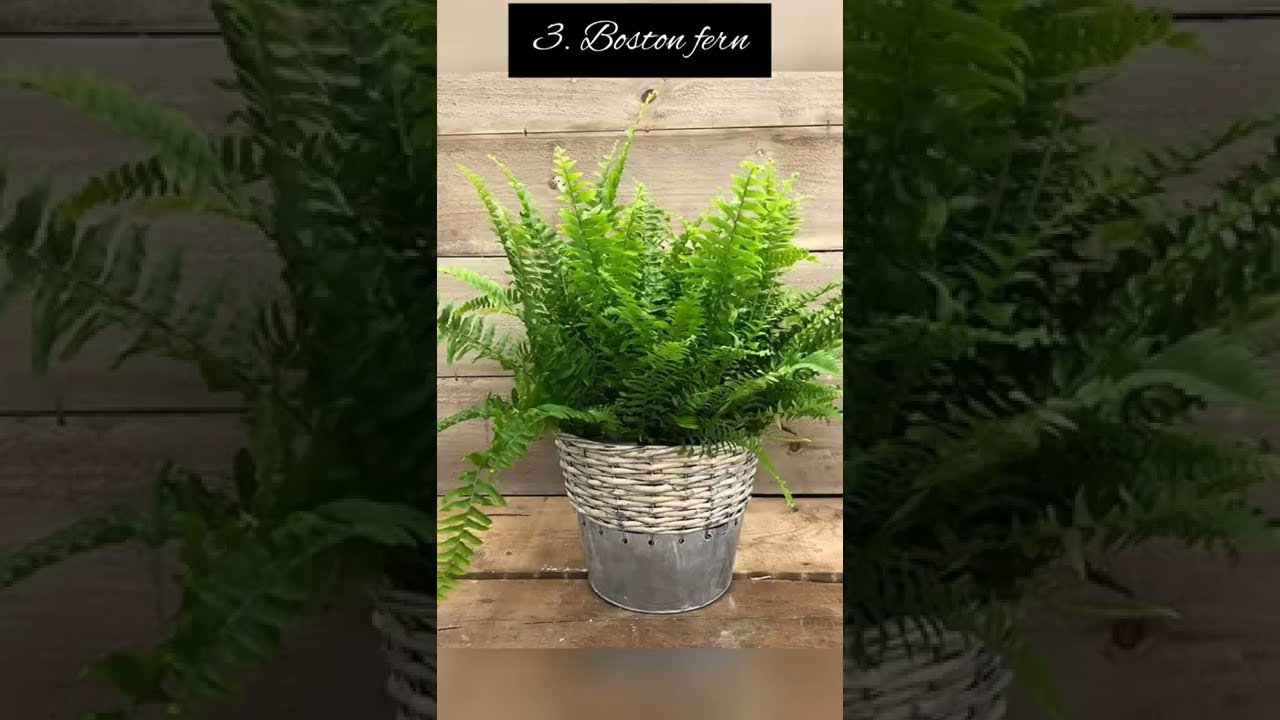 7 Best Air Purifier Plant For Your Home Indoor Plants Shorts