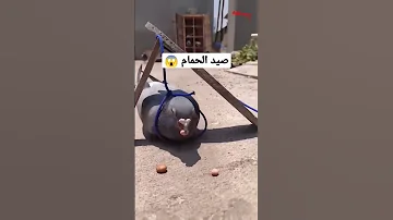 اغرب طريقه لصيد الحمام 