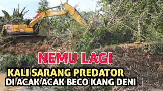 Download Lagu NEMU LAGI‼️KALI CIBARENGKOK SARANG PREDATOR DI ACAK ACAK KANG DENI MP3 Download Lagu NEMU LAGI‼️KALI CIBARENGKOK SARANG PREDATOR DI ACAK ACAK KANG DENI MP3