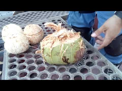 Como Partir Coco Facil