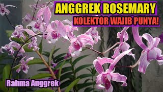 ANGGREK ROSEMARY, Dendrobium Jadul Paling Di Cari, #anggrekjadul #orchid #rahmaanggrek