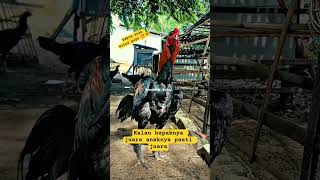 kalau bapaknya juara anaknya pasti juara #ayam #hewan #youtubeshorts #shorts #kandanglokal