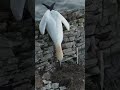 Cheeky gannet thief steals nesting material  #robertefuller #gannet #discoverwildlife #seabird