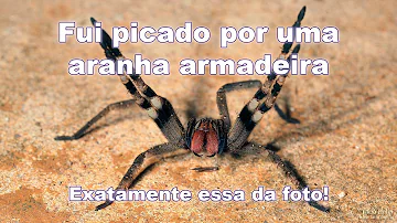 Como se prevenir de uma aranha armadeira?