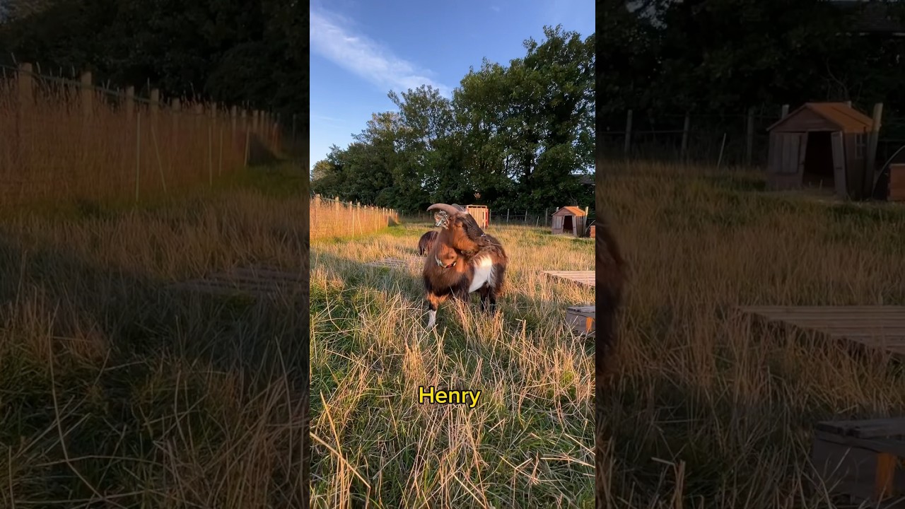 How Expensive Are Pygmy Goats? YouTube