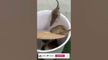 CREATE Your Own Genius Mousetrap from a PLASTIC Bucket!