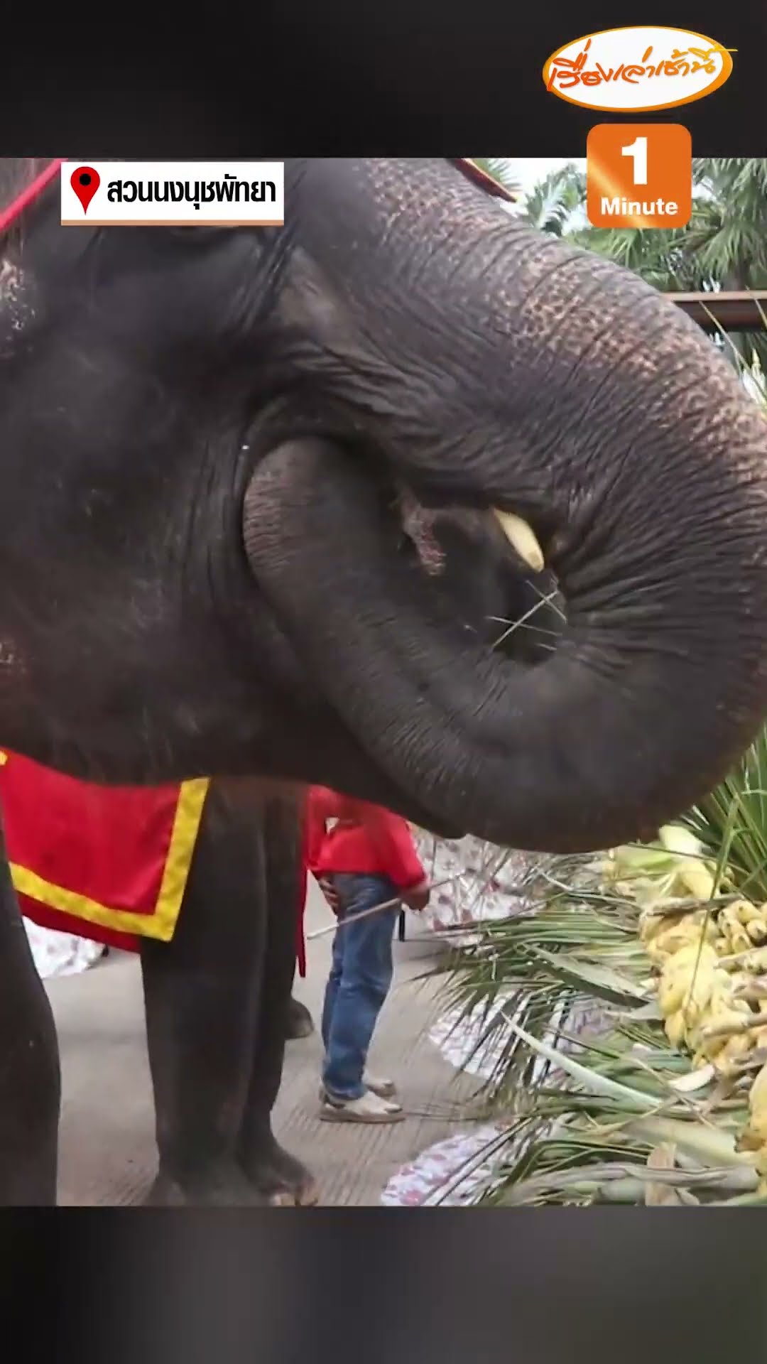บุฟเฟ่ต์ผลไม้ชุดใหญ่ สุขสันต์วันช้างไทย