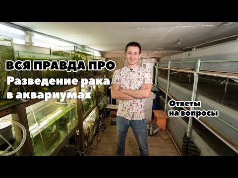 Вся правда про разведение рака в аквариумах!