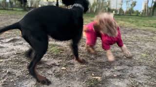 Cocker spaniel and gordon setter playing in muddy park