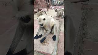 जय हनुमान 🙏🚩 #hanuman #lordhanuman #monkey #Bandar #animals #jaishreeram #Nkmonkeyvideo