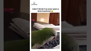 Funniest Bird Crash Ever Caught On Camera