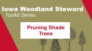 Pruning Shade Trees: Iowa Woodland Steward Toolkit Series