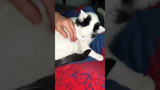 Thats A Lie bitting catlover pets cute funnycats kittygirl lifehacks gonewrong funny