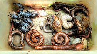 Wow Catch Beautiful Wheel Millipedes,  Venomous Scorpion, African Land Snail, Beetle Larvae...