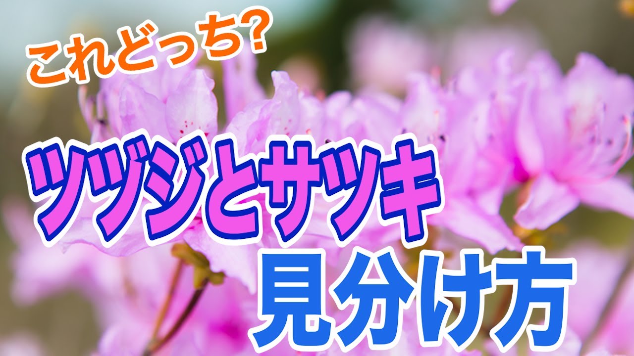 ツツジ】同じツツジ科ツツジ属!?ツツジとサツキの見分け方 - YouTube