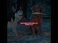 Packconflict---He Saved His Owner… Brutal Alpha Dog’s Revenge#animal #shorts #drama #truestory