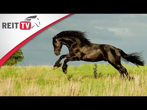 Video: Pferdefarben von schwarz bis schneeweiß