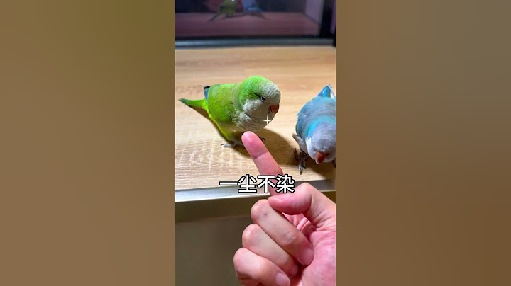 女生养鸟vs男生养鸟#鹦鹉#萌宠