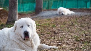 野鳥の子守唄でウトウトするルンルンとアランです　Great Pyrenees　グレートピレニーズ