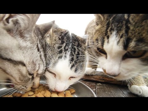 子猫たちに冬の雨の日にシーバ(Sheba）とカルカン(kalkan)とちゅ～るとちゅ～るタワーを給餌したらすさまじすぎた 野良猫 感動猫動画 ASMR