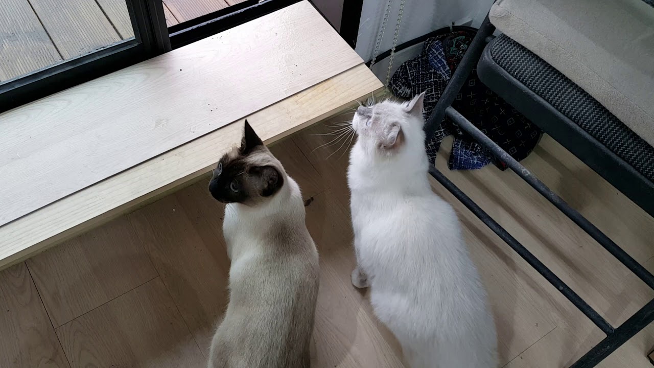 리샤. 아인네트 고양이. 까치와 고양이. 20161222 