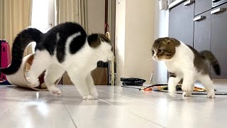朝から元気にじゃれ合う親子猫