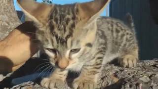 Exotic Kittens - First time outside 2/28/2018 by lynxhybrid 749 views 6 years ago 6 minutes, 55 seconds