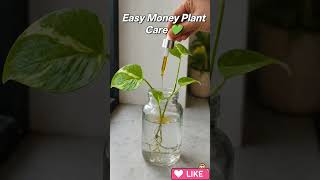 Money Plant Easy Growth 🌿 | 3 Simple Tips for Faster Growth