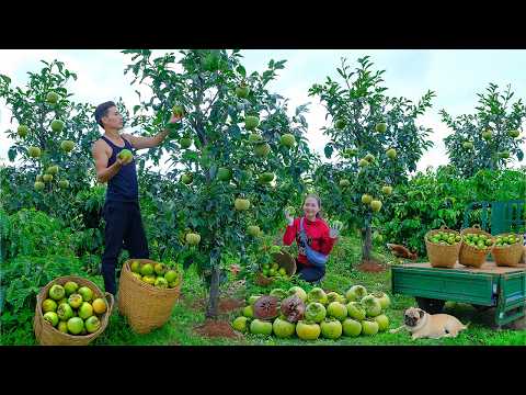 Harvest An Entire Chocolate Persimmon Orchard For Market- Plant Cantaloupes - Garden With My Sister