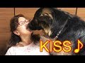 KISS♪キス・チュ・シェパード犬、キャラメル下さいなGermanShepherd