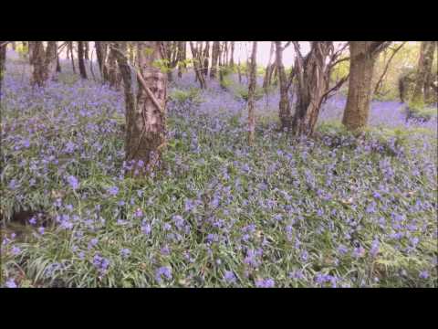 Beltane : Mae'r Ddaear yn Glasu (The Earth Is Greening)