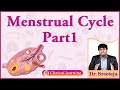 4 menstrual cycle  part 1  dr sreeteja