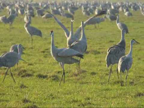 Sandhills At Jasper Pulaski 21-22NOV2009.wmv