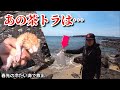 袋に入れられ冷たい海に捨てられた茶トラ猫のその後です。