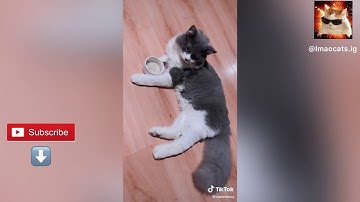 FUNNIEST CATS ON CATNIP 🤣 (Funny Cats Tiktok mashup, LMAOcats)