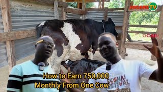 How to Earn UGX 750,000 Monthly from 1 Cow in Uganda (Full Guide)