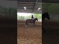 Horse riding jumping and refusal plf equestrian canter pony horseriding equestrianlifestyle