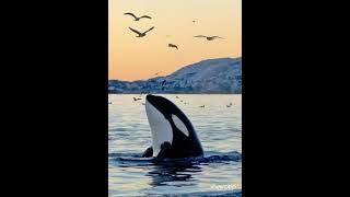 story telling - rabbit elephant and whale