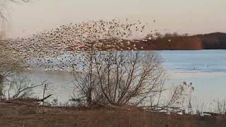 SNOW GEESE AND TUNDRA SWANS/Flight of white geese/ MIDDLE CREEK WILDLIFE 🇺🇸 by ALICE IN USA 240 views 2 months ago 2 minutes, 30 seconds