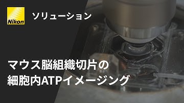 FRETをベースとするATPセンサーATeam1.03YEMKを使用した、マウス脳組織切片の細胞内ATPイメージング