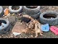 Watch what happen after we Rescued these Abandoned Puppies from the Road!!!