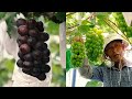 Most Expensive GRAPES In The World - Success Of Grapes Farming In Japan