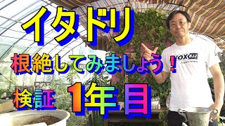 [雑草対策] イタドリの根絶「キャリア28年のプロガーデナーが行う限定的な除草剤の使い方」