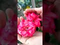 flower blooms # love 💓# nature beauty#